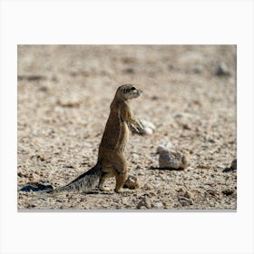 Cape Ground Squirrel At Etosha National Park Namibia Toile