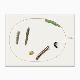 Leafy Spurge Hawkmoth Caterpillar, Mullein Moth Caterpillar, And Other Caterpillars (1575–1580), Joris Hoefnagel Canvas Print
