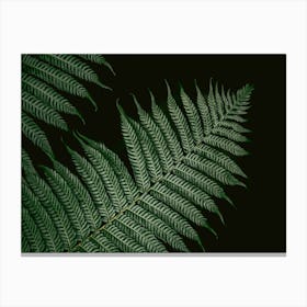 Botanical Photo Of A Vern Colors Black And Green Canvas Print