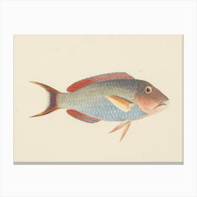 Unidentified Fish, Luigi Balugani (16) Canvas Print
