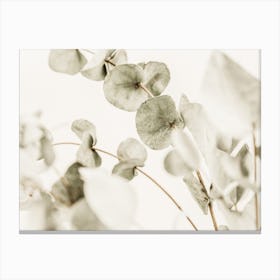 Eucalyptus Branch Canvas Print