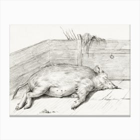Lying Pig, In The Corner Of A Loft, Jean Bernard Canvas Print