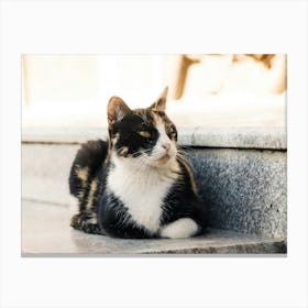 Cat Sitting On Steps Canvas Print