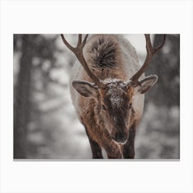 Elk In Snow Storm Canvas Print