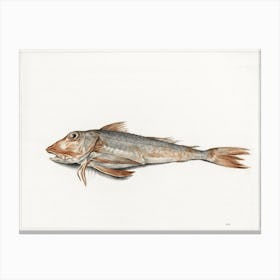 Fish 4, Jean Bernard Canvas Print