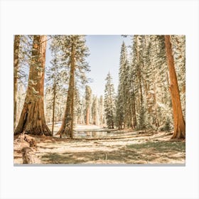 California Forest Canvas Print