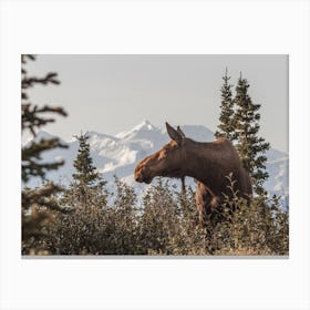 Rustic Nature Moose Canvas Print