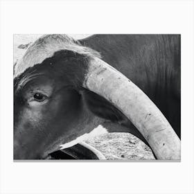 Black And White Cow With Horns Canvas Print