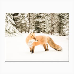 Winter Fox Canvas Print