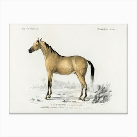 Horse (Equus Ferus Caballus), Charles Dessalines D'Orbigny Canvas Print