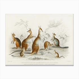 Collection Of Various Kangroos, Oliver Goldsmith Canvas Print