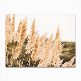 Pampas Grass Canvas Print