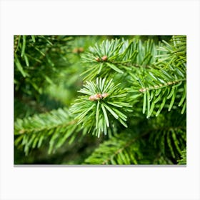 Fir Tree Canvas Print