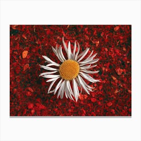 Daisy In Red Canvas Print