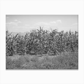 Corn Near Alfalfa Field, Cornish, Utah By Russell Lee Canvas Print