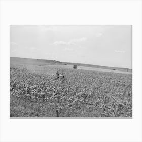 Untitled Photo, Possibly Related To Plowing Corn, Wagoner County, Oklahoma By Russell Lee Canvas Print