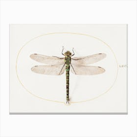 Dragonfly (1575–1580), Joris Hoefnagel Canvas Print