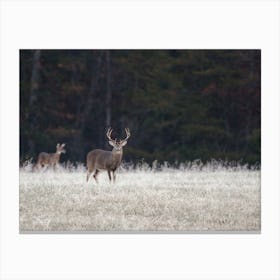 Whitetail Deer In Field Canvas Print