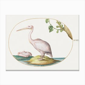 Two White Pelicans With A Sycamore Fig (1575–1580), Joris Hoefnagel Canvas Print