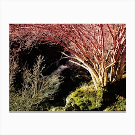 Red Birch Tree 20231225122924rt1pub Canvas Print