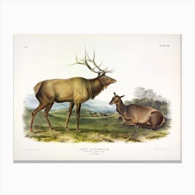 Wapiti Deer, John James Audubon Canvas Print