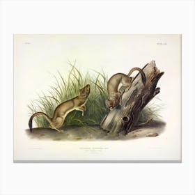 White Weasel, John James Audubon Canvas Print