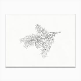 Pine Branch Sketch Canvas Print