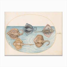 Aquatic And Shellfish Animals, Joris Hoefnagel (10) Canvas Print