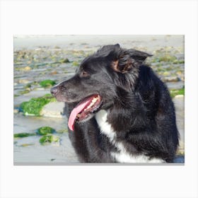 Border Collie On The Beach 2 Canvas Print