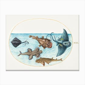 Two Stingrays, Anglerfish, Monkfish And Angel Shark (1575–1580), Joris Hoefnagel Canvas Print