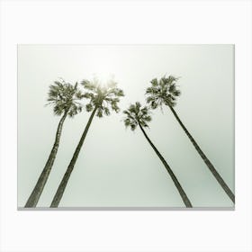 Lovely Vintage Palm Trees In The Sun Canvas Print