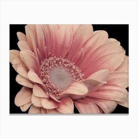 Pink Gerbera Canvas Print