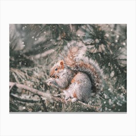Squirrel In Tree Canvas Print