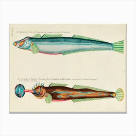 Colourful And Surreal Illustrations Of Fishes Found In Moluccas (Indonesia) And The East Indies, Louis Renard(100) Canvas Print