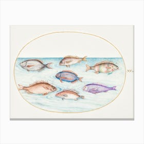 Sea Bream, Dentex, Sargo And Other Fish (1575–1580), Joris Hoefnagel Canvas Print