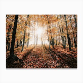 Sunrise In Fall Forest Canvas Print