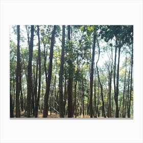 A Beautiful Forest 8 By Binod Dawadi Canvas Print