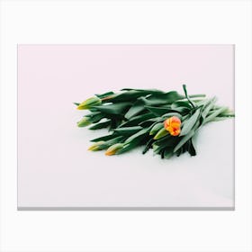 Tulips On White Background Canvas Print