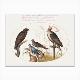 Four Birds Of Prey, Including A Sparrowhawk (1575–1580), Joris Hoefnagel Canvas Print
