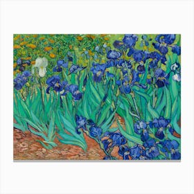 Vincent Van Gogh's Irises Canvas Print