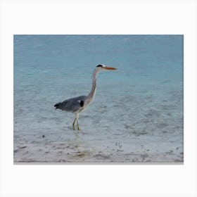 Heron At The Beach Tropical Maldives Canvas Print