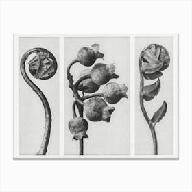Polypody, Common Or Swamp Blueberry, And Prickly Shield Fern (1928), Karl Blossfeldt Canvas Print