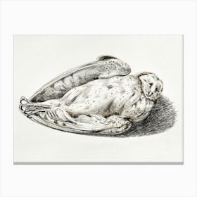 Dead Owl, Jean Bernard Canvas Print