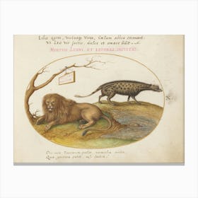 Animalia Qvadrvpedia Et Reptilia (1575 1580), Joris Hoefnagel (4) Canvas Print