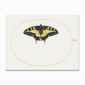 Yellow Swallowtail Butterfly (1575–1580), Joris Hoefnagel Canvas Print