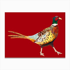 Pheasant on Red Canvas Print