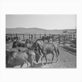 Untitled Photo, Possibly Related To Cowboys Roping Horses At Roundup Near Marfa, Texas By Russell Lee Canvas Print