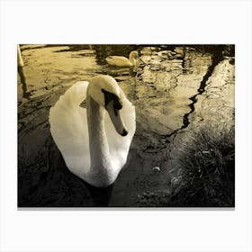 Sepia Swan In Water lake relection Canvas Print