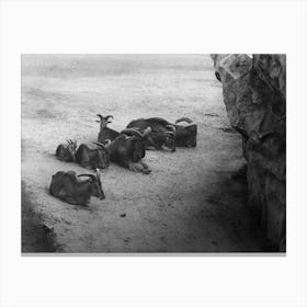 Mountain Goat Family Black And White Canvas Print