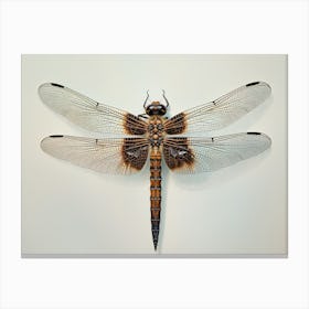 Dragonfly Common Baskettail Epitheca 1 Canvas Print
